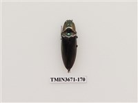 藏品(叩頭蟲(2))的圖片